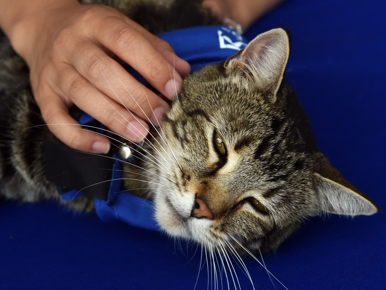 En la propuesta aprobada este miércoles, se pide que la detención de animales se reduzca a 48 horas para permitir adopciones y entregas más rápidas.