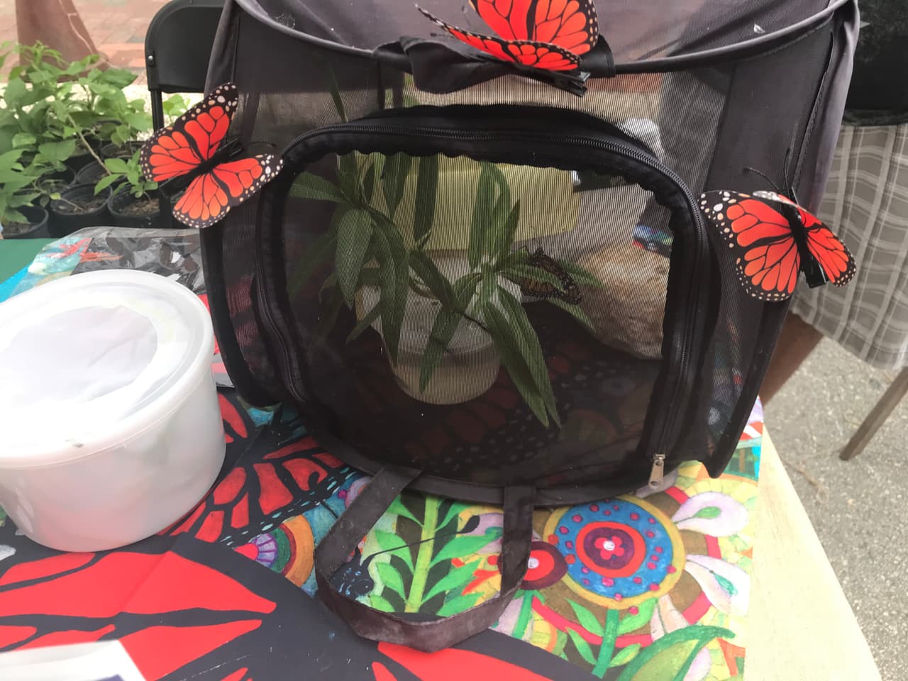 Para la tercera semana de octubre, la mayoría de estas mariposas han pasado a México.
<br>