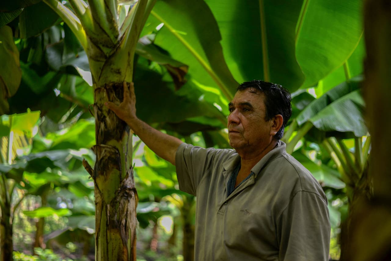 "Si hubiéramos sabido que había un peligro nos hubiéramos cuidado de otra manera
<b>. Pero nosotros no sabíamos eso, hasta después supimos que ese producto era dañino (...), tengo un poco de enfermedades, además de la esterilidad; si estoy con vida es porque Dios es grande</b>", confiesa Pedro Regalado, de 74 años, quien trabajó en la hacienda El Paraíso.
<br>