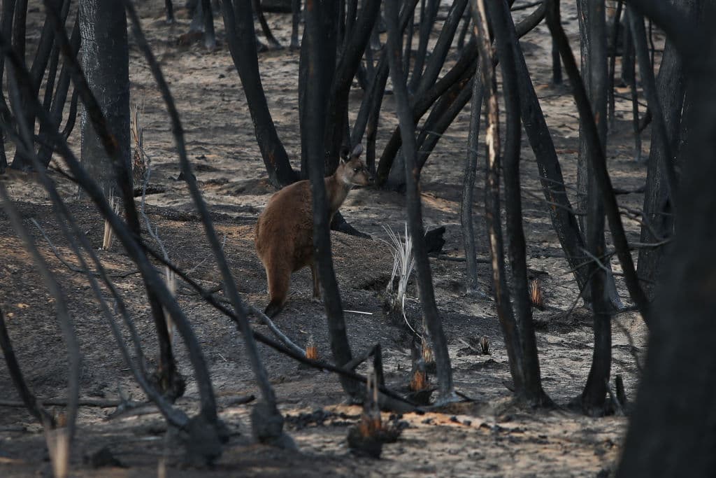 Los incendios forestales comenzaron en la isla Canguro con la caída de un rayo en el Parque Nacional Flinders Chase. Los ecologistas del parque estiman que el número de koalas que han perecido en el incendio es de 25,000, lo que representa la mitad de la población de animales populares de la isla. 
<br>