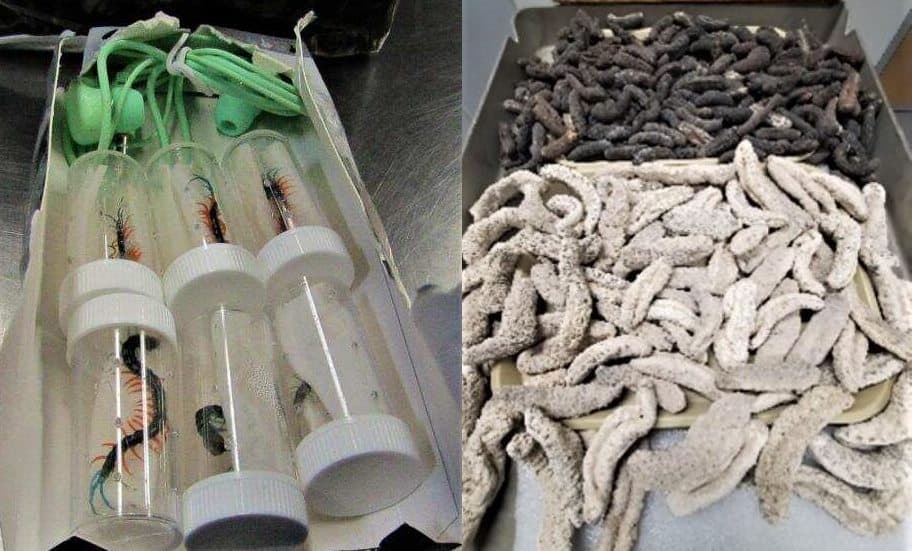 Paquete con ciempiés vivos empacados como audífonos llegan a Los Ángeles