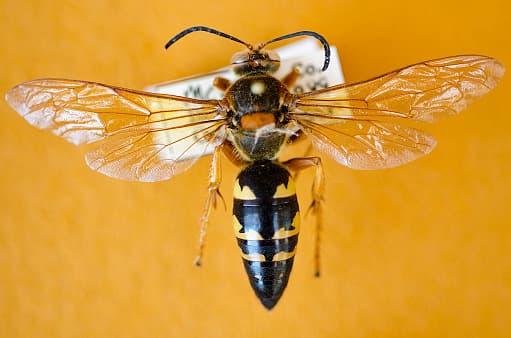 La diferencia más notable está en el color y las rayas de su abdomen.