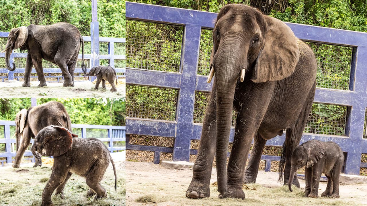 Conoce más sobre el nacimiento de Corra,
<b><a href="https://disneyparks.disney.go.com/blog/2023/12/disneys-animal-kingdom-welcomes-new-baby-elephant/" target="_blank">aquí</a></b>.