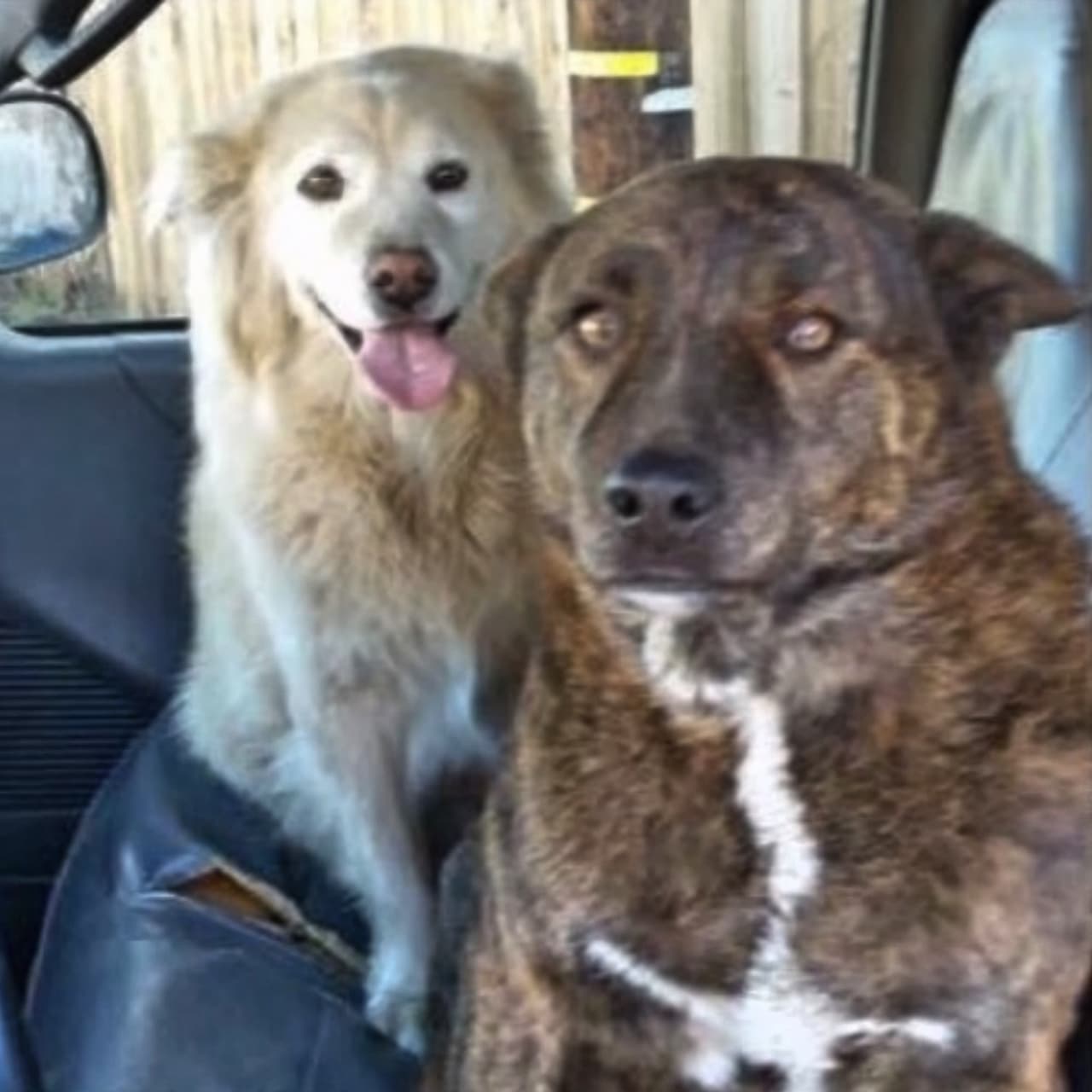 Scooby y Luno acompañan a la pareja desaparecida.