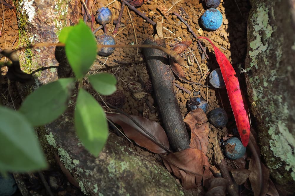 Vienen de estos árboles de rudraksha y se parecen a una mezcla de moras azules que al secar parecen unas pequeñas esferas navideñas. Son muy especiales y consideradas sagradas para esas religiones.