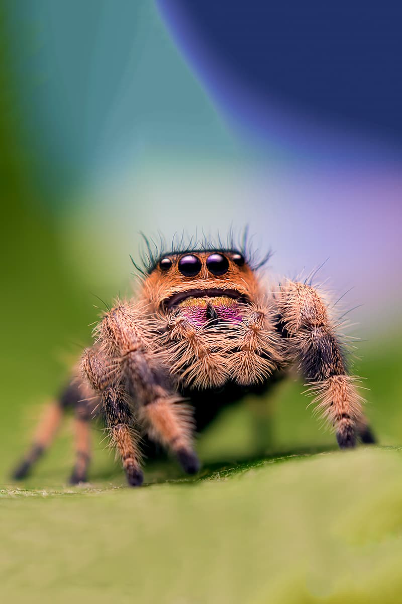 También puede conocer de cerca a las arañas detrás del vidrio para ver que no son tan aterradoras como algunas personas podrían pensar.
<br>