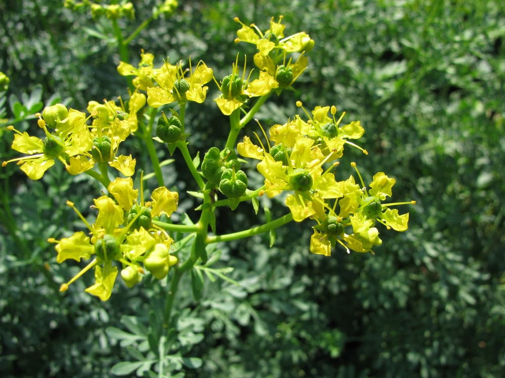 En la Edad Media también la utilizaban como remedio contra la brujería, porque se decía que quitaba maldiciones. Pero su uso podía ser tan común que hasta servía para que la gente la portara con ellos para alejar todo tipo de plagas, pues su fuerte olor alejaba bichos y otras pestilencias.