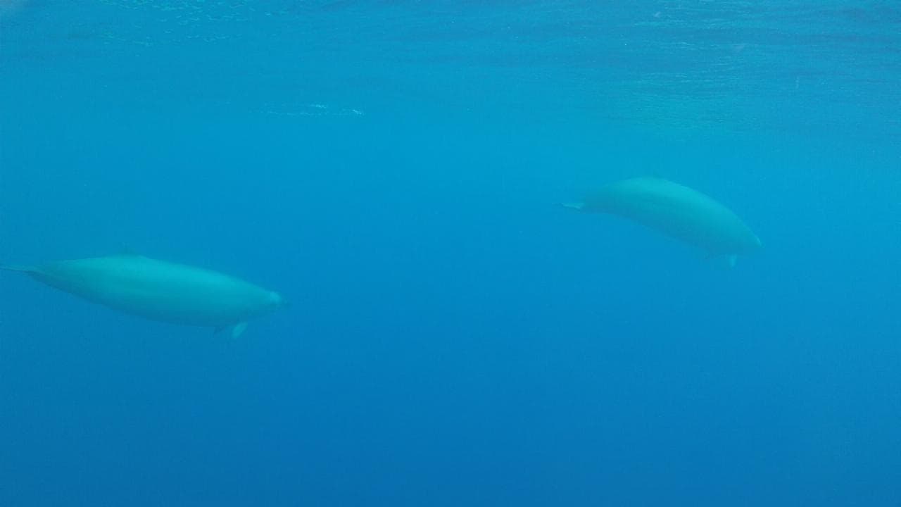 Captan en video uno de los animales marinos más escurridizos del mundo
