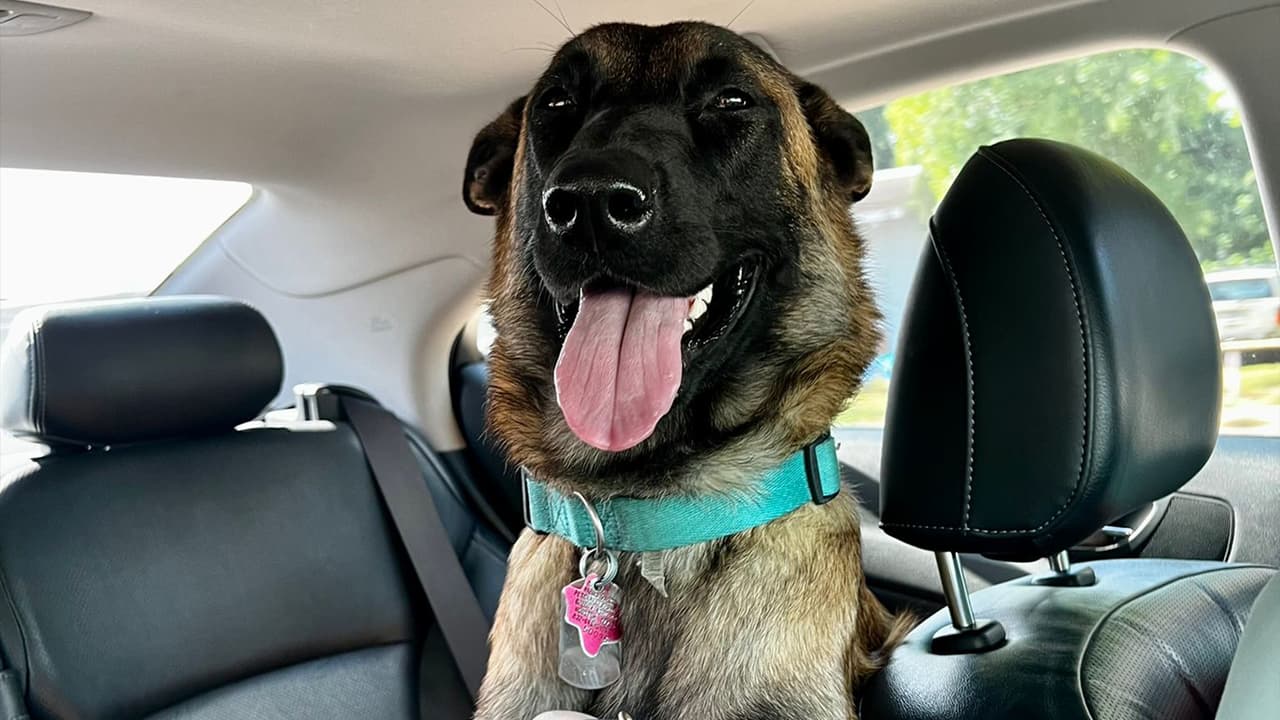 <b>Fabian Bermúdez</b>: Lazy está lista para ir al parque.