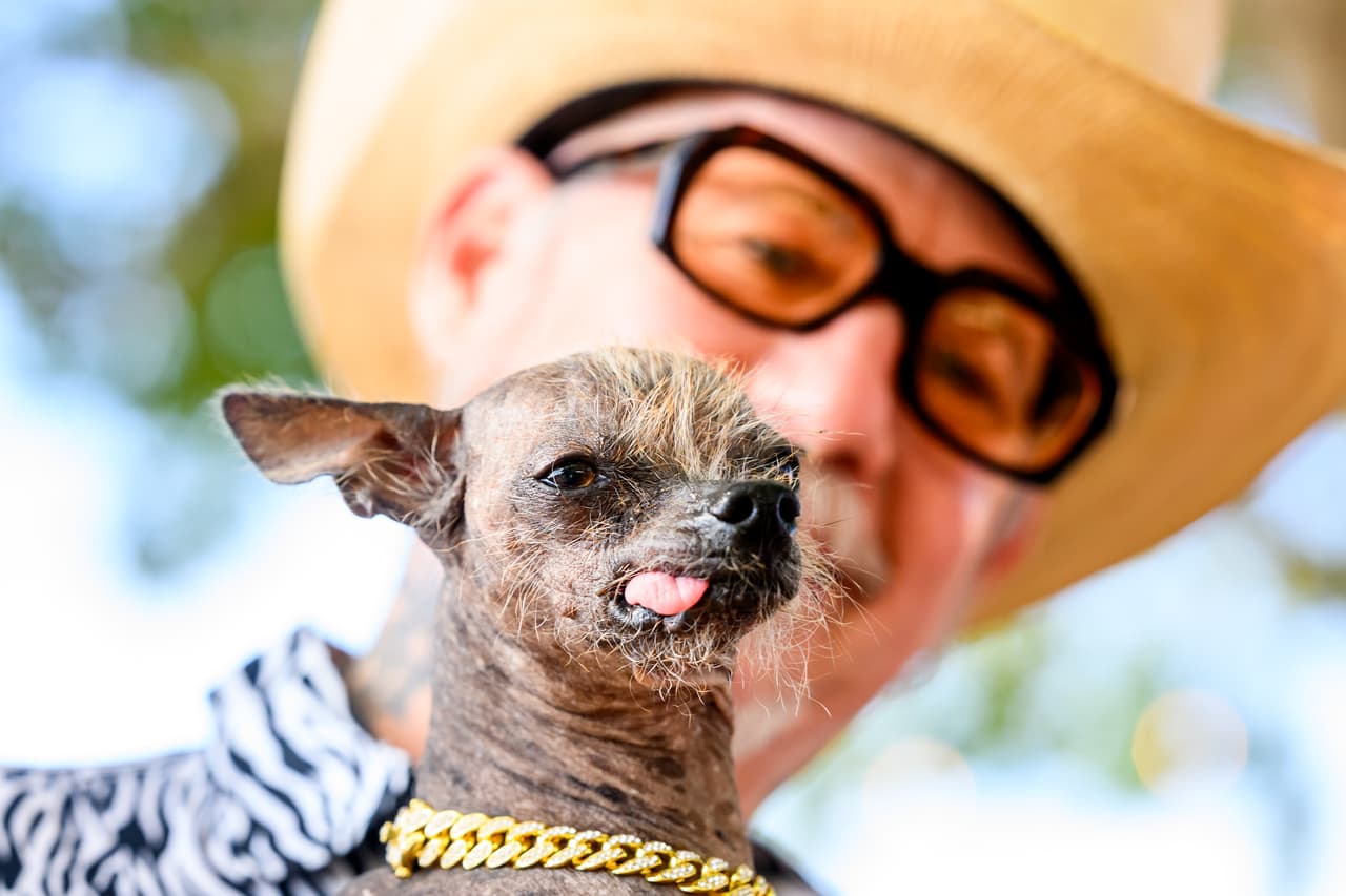 En brazos de su dueño, Christopher Wonder, Little Prince se prepara para competir en el concurso del perro más feo del mundo.