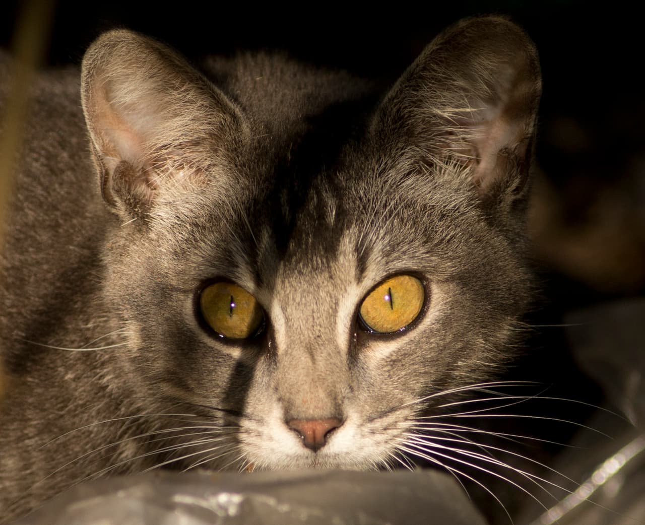 ¿Cat-ástrofe?: Australia planea matar a dos millones de gatos 