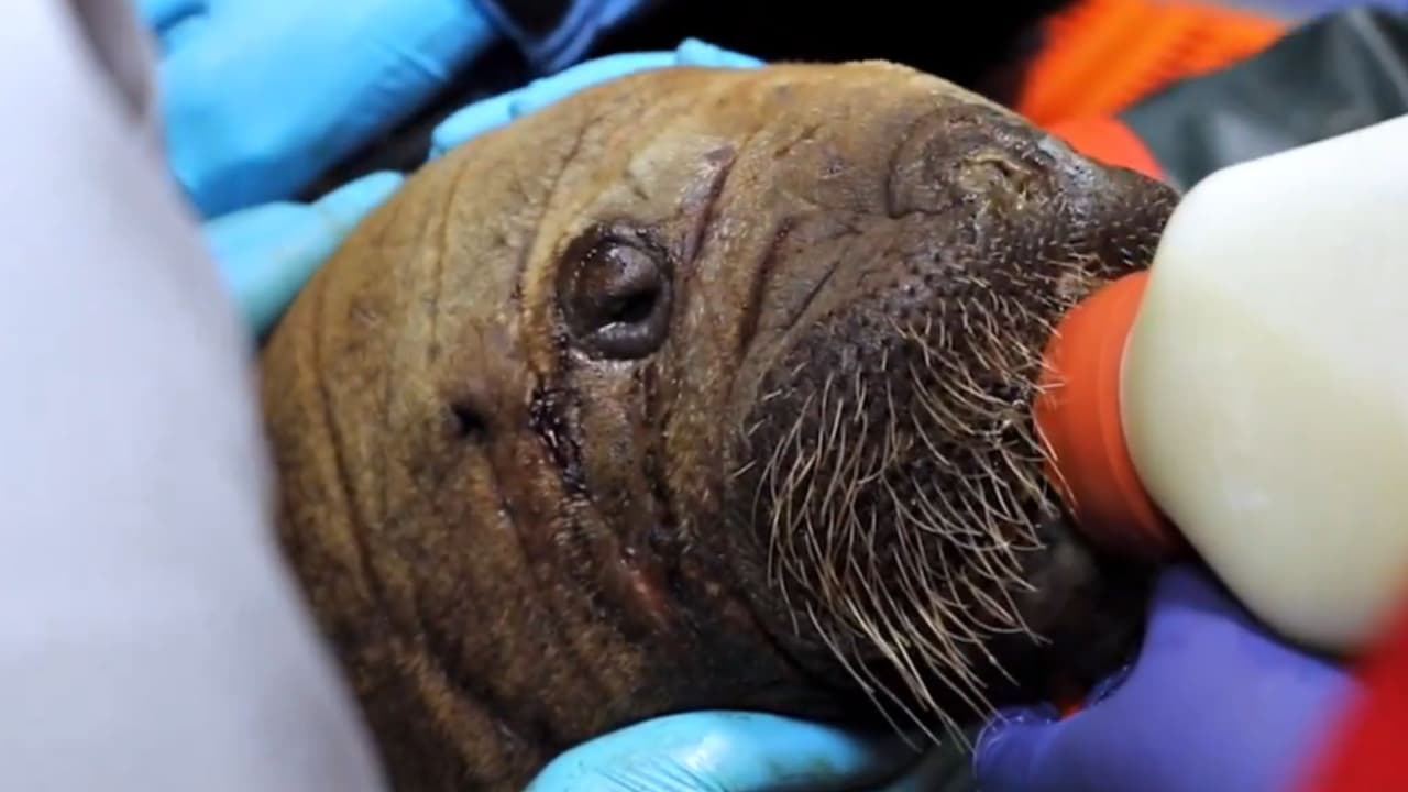 Una segunda oportunidad: SeaWorld Orlando acoge a Uki, la morsa bebé rescatada en Alaska