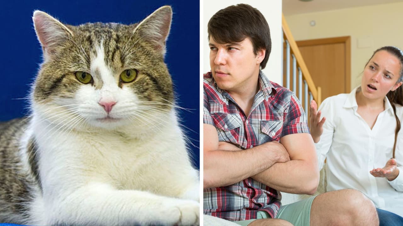 Mujer echa a la calle al gato de su novio y él la corre de la casa: reacción causa polémica