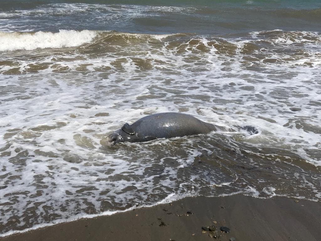 DRNA encuentra manatí sin vida en la costa de Guayama