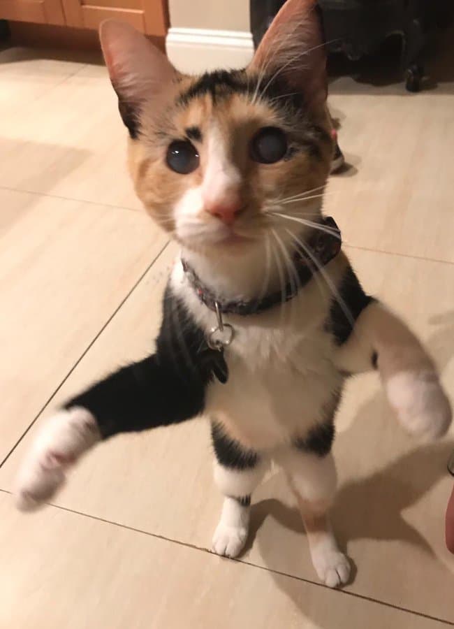 El 
<b><a href="https://www.lateja.cr/farandula/video-actriz-mexicana-ahora-es-peluquera-de/5H6V3JLEMNHWFCPNSHZMKDLV64/story/" target="_blank">amor que la actriz siente por los animales la llevó a estudiar y a abrir una peluquería en Florida</a></b>, Laura Flores Pet Grooming.