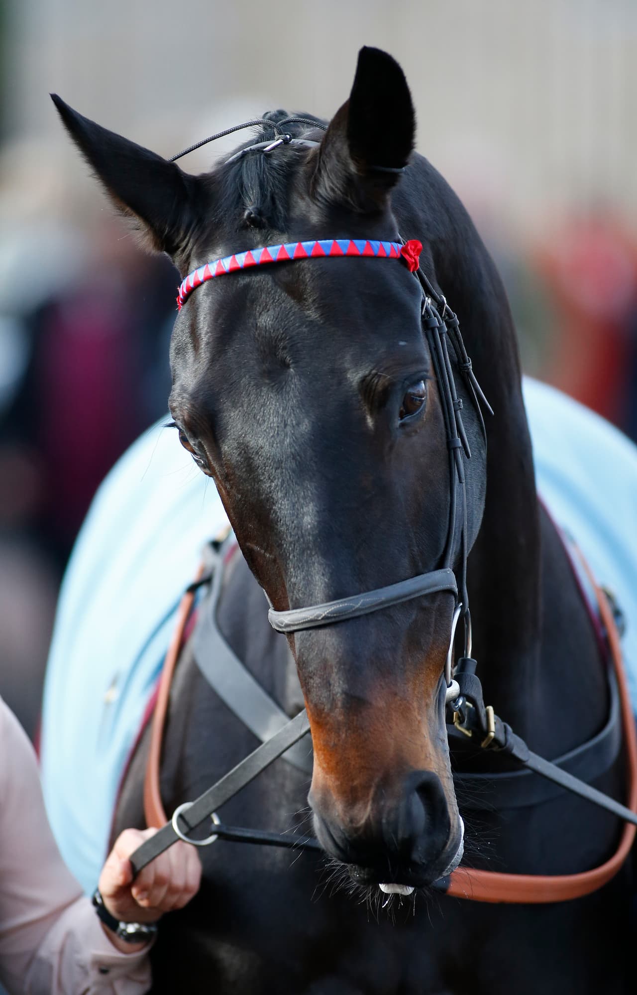 La jornada también tuvo como condimento el retiro del caballo Sprinter Sacre, que deja la competencia a sus 10 años de edad.
