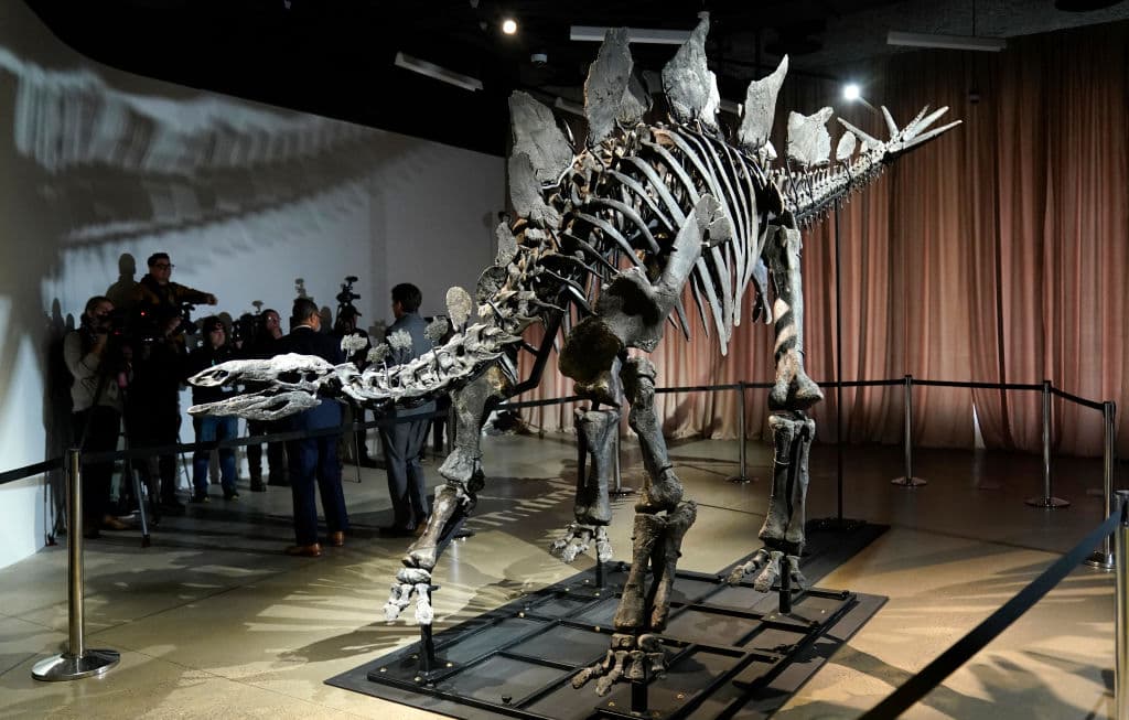 El Museo Americano de Historia Natural de Nueva York anunció que exhibirá durante cuatro años el fósil de estegosaurio más caro vendido en una subasta, adquirido por el multimillonario Kenneth C. Griffin por 44.6 millones de dólares.