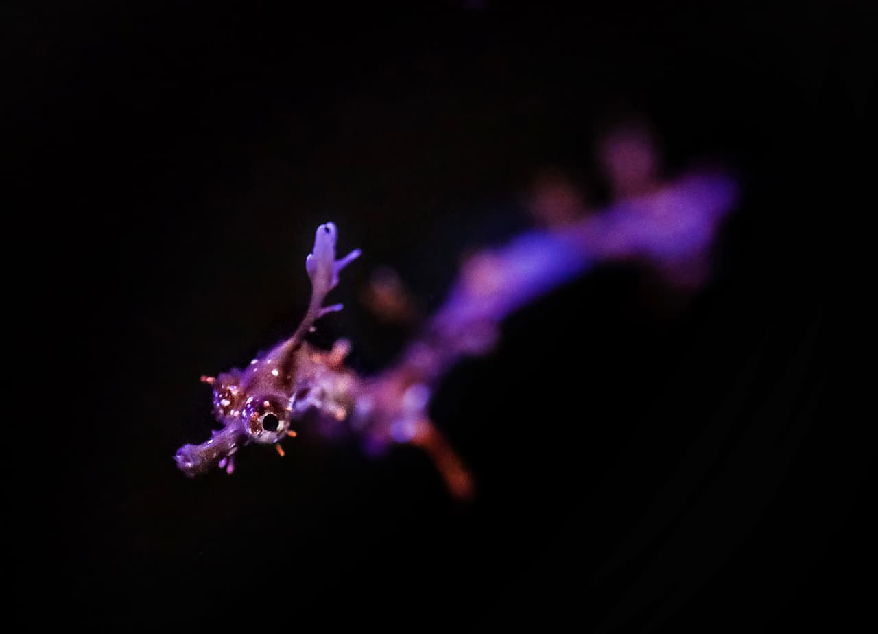 Esta foto sin fecha proporcionada por el Acuario Birch en la Institución de Oceanografía Scripps muestra uno de los dos nuevos Weed Seadragons que nacieron en el Acuario Birch esta semana en San Diego.