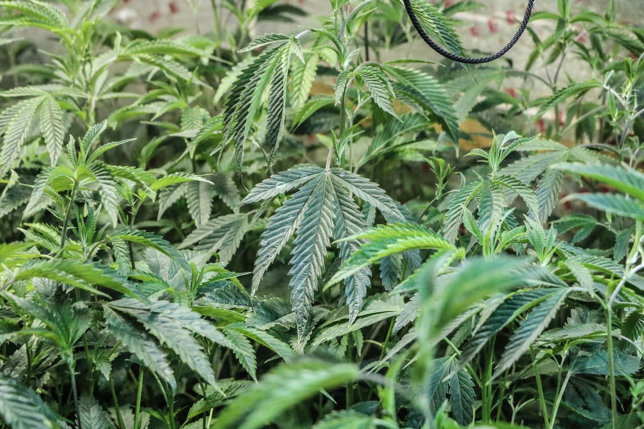 Plantas de marihuana cultivadas ilegalmente incautadas durante una operación en Tonopah, Arizona.