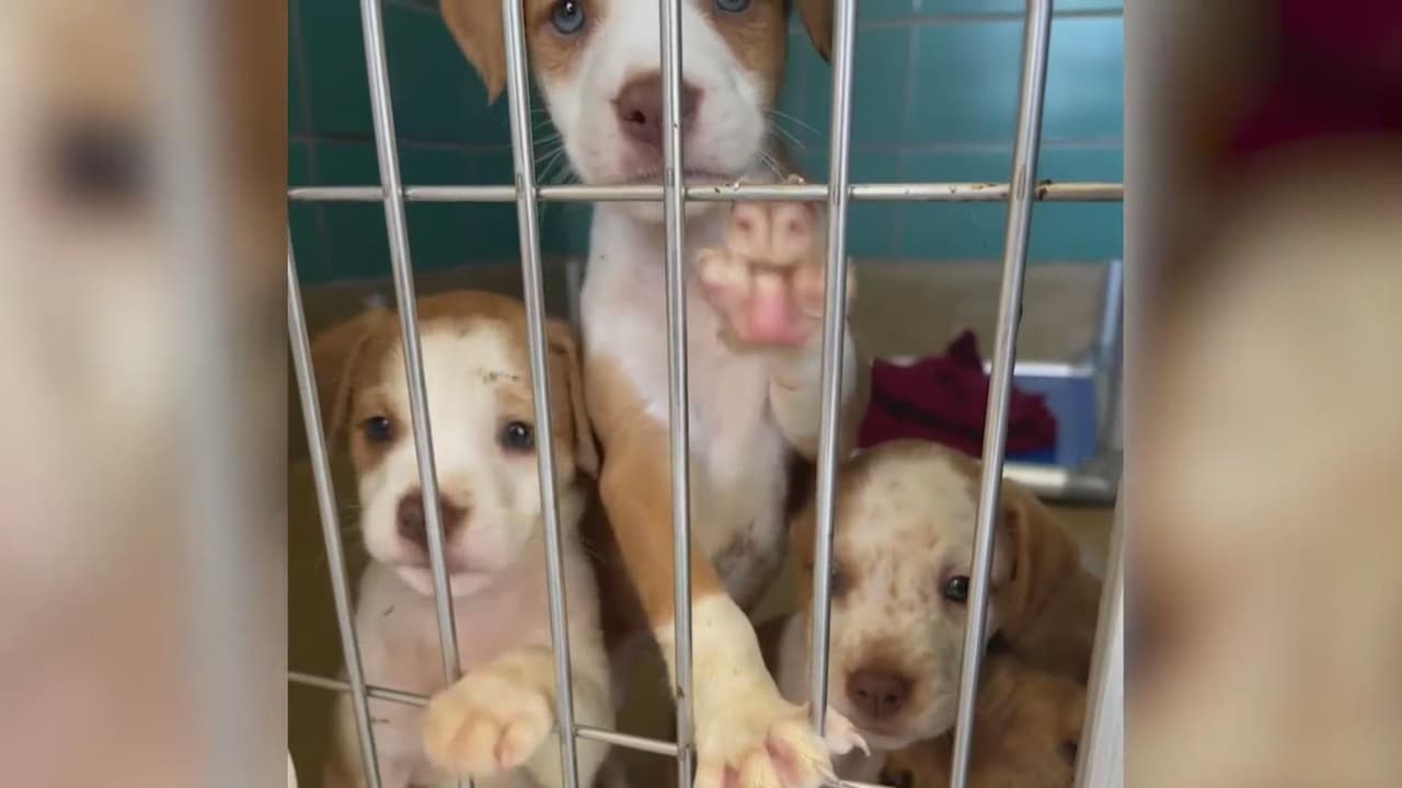 Albergue de mascotas de San Antonio en código rojo: decenas de perros podrían ser sacrificados