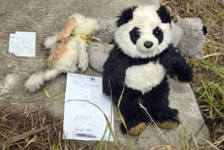 Osos de peluche y cartas, en el lugar donde fue hallado el bebé abandonado en un drenaje en Australia.