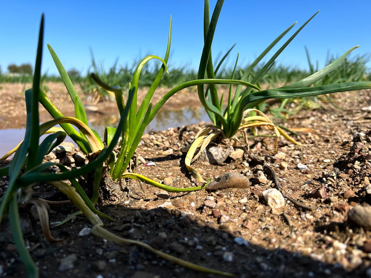 Tormentas invernales causan estragos en el campo y pérdidas de empleo