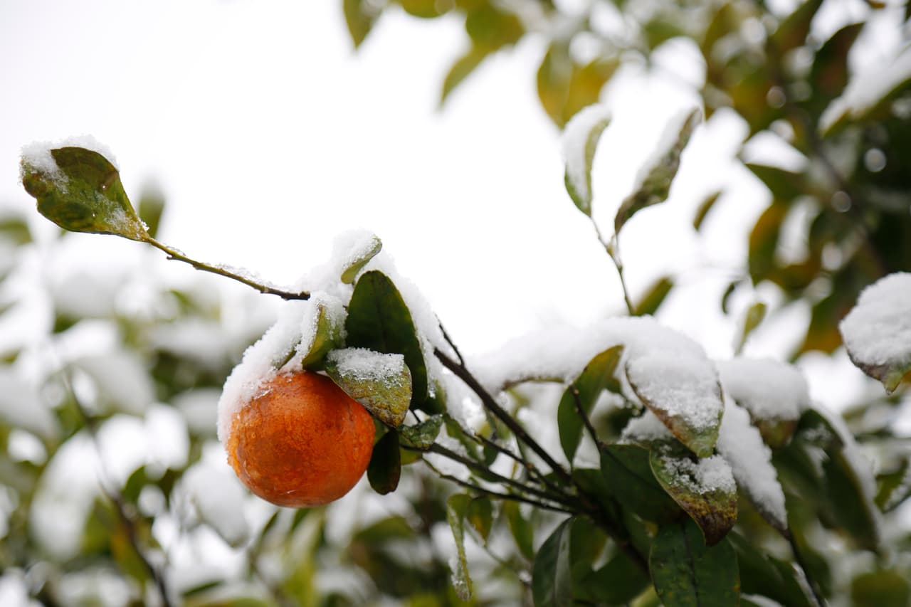Hoja por hoja, este árbol frutal se vistió de blanco con los copos de nieve.