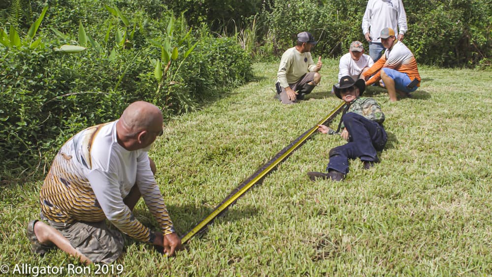 A pesar del enorme tamaño de la serpiente, Ron no se asustó y tampoco los tres hombres que lo ayudaron a capturar a este animal.