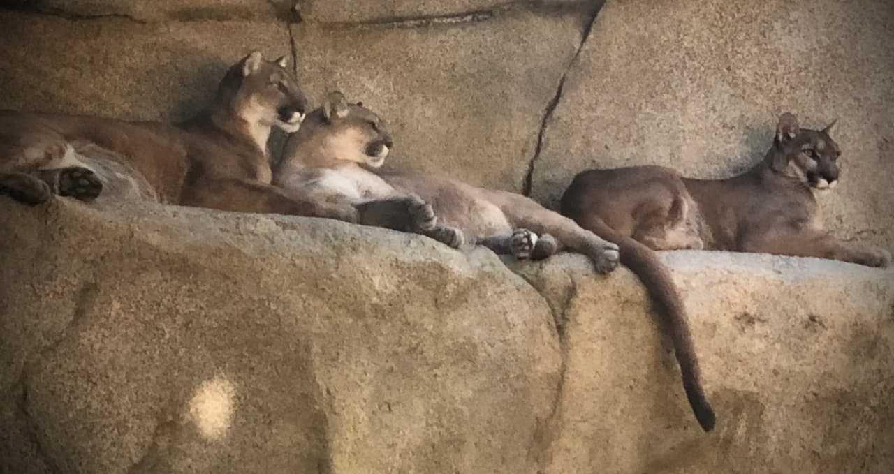 Museo Vivo de California
<br>Este espectacular lugar es un zoológico en 10500 Alfred Harrell Hwy. El mayor atractivo son las diferentes especies de animales y plantas que habitan en el lugar, los cuales son nativos de California, y específicamente del condado de Kern. El Museo Vivo de California está acreditado por la Asociación Zoológica de América.
<br>