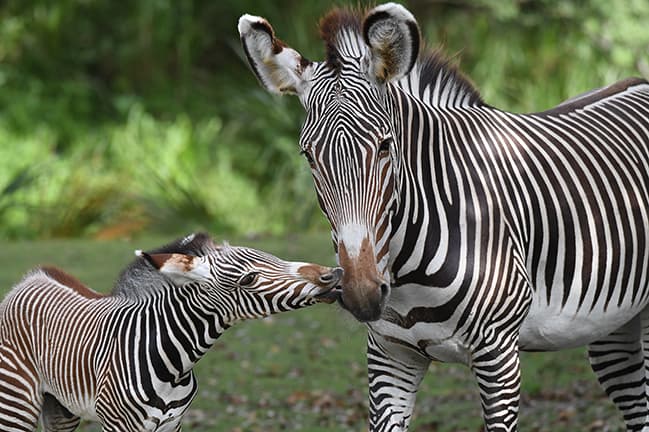 El recién nacido disfrutó explorar mientras corría por el exhibidor.