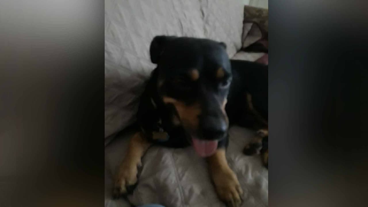 Lily Bible - "Mi bebé lo encontramos en la calle y estaba muy enfermito de PARVOVIRUS y normalmente ellos tienen muy poca posibilidad de vida pero mi hijo y yo decidimos darle una oportunidad de vivir y pagamos todo el costo del tratamiento, aun con la advertencia de el veterinario que podría morir y sin importar que no era mi perro, nos arriesgamos para darle una oportunidad de vivir. Y ahora es mi tesoro y el bebé de la casa y el más malcriadito pero muy educado y obediente. ❤ Simplemente lo amamos".