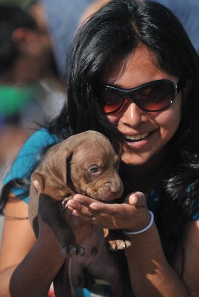 Una organizadora del evento afirmó que "Ésta es la segunda edición de la carrera y los fondos obtenidos por la inscripción de las mascotas participantes serán donados a la Asociación de Mascotas Terapéuticas".