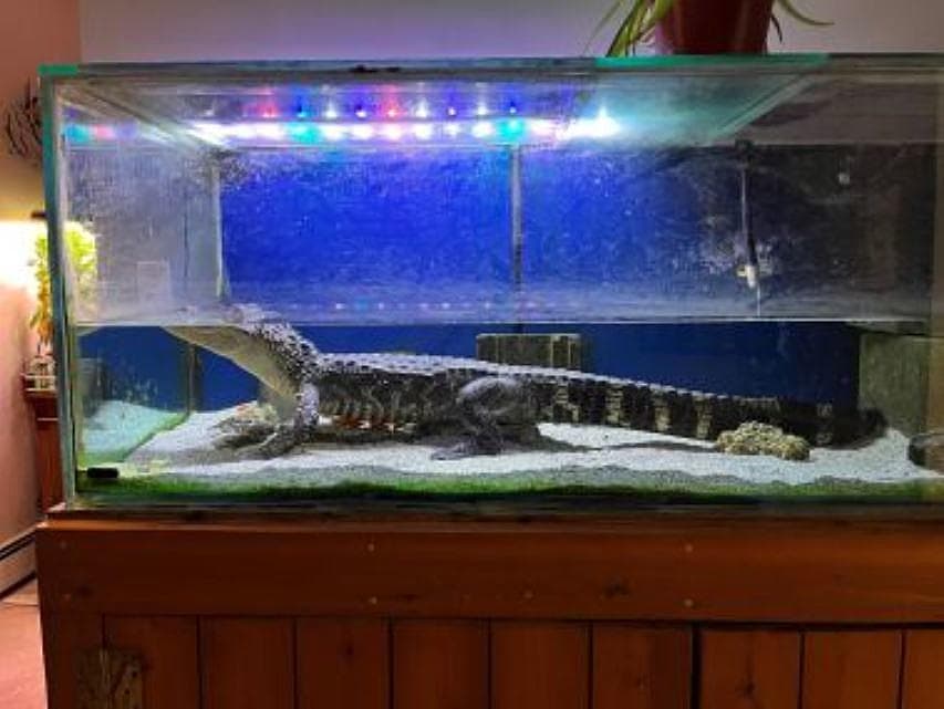 Familia tiene de mascota un caimán en NY y ahora enfrenta cargos administrativos 