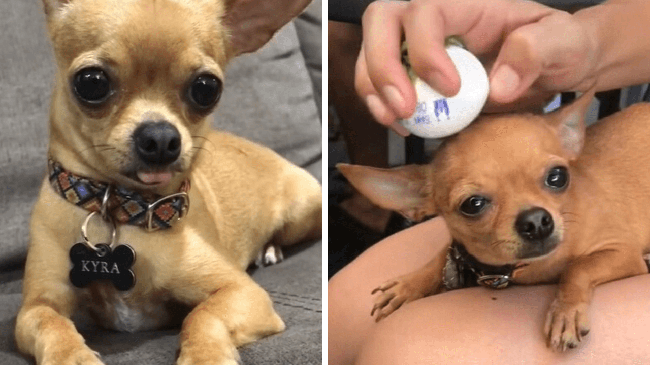 Someten a su perrita a ritual para "quitarle el mal de ojo": video causa polémica en redes