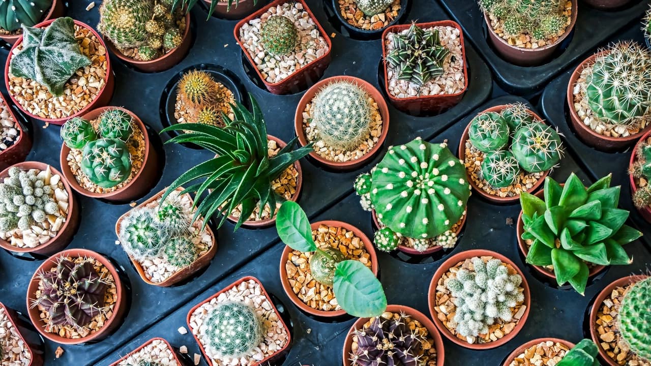 Cultiva plantas y árboles resistentes a la sequía.
<br>