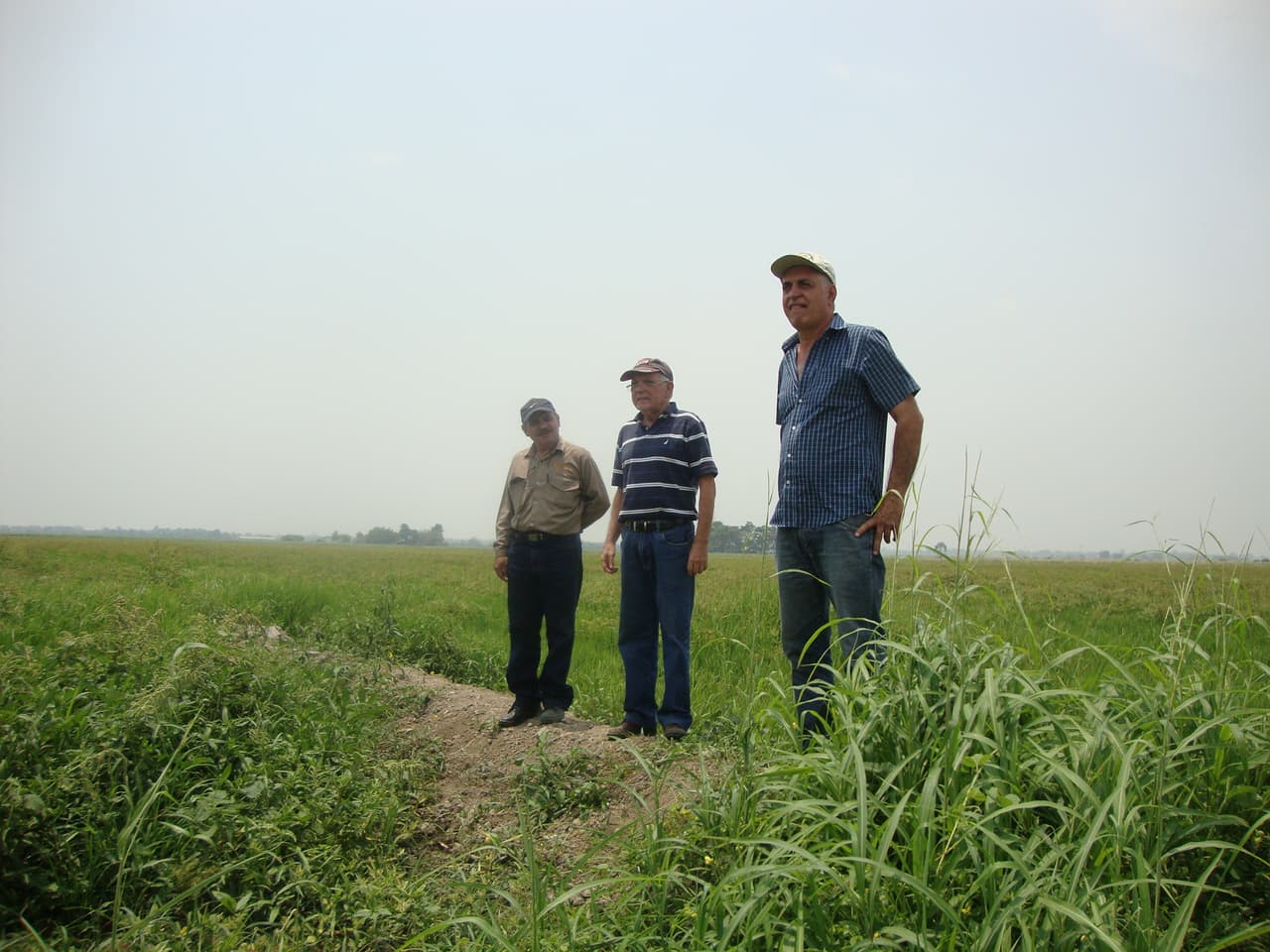 Menos alimentos para los venezolanos: se apaga la producción de arroz y maíz