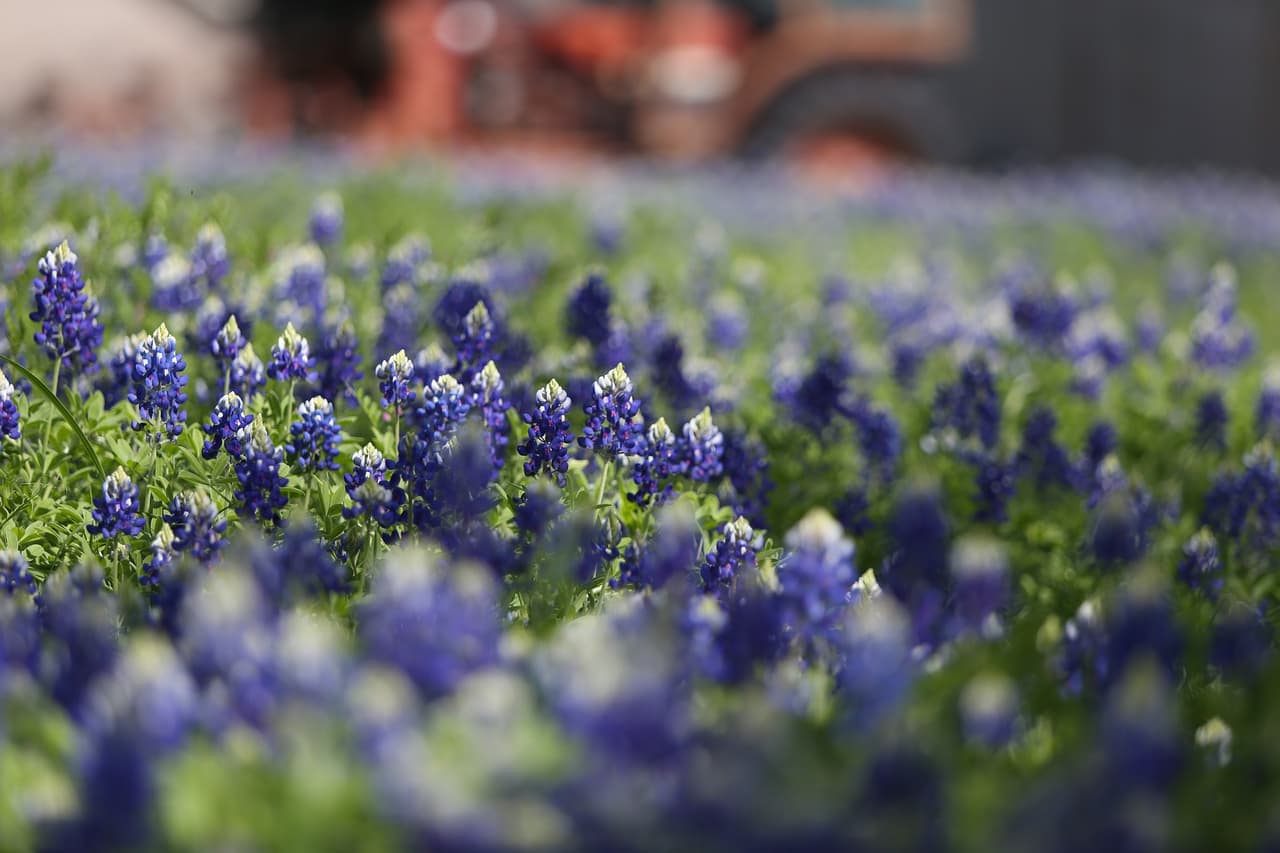 <b>Brenham: </b>esta pequeña ciudad se encuentra a poco más de dos horas de San Antonio, lo que la convierte en una excursión de un día. Las bluebonnets aparecen históricamente a lo largo de la autopista 290 East y FM 390.