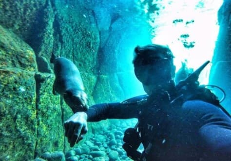 Convivieron con diferentes especies, entre ellas, leones marinos.