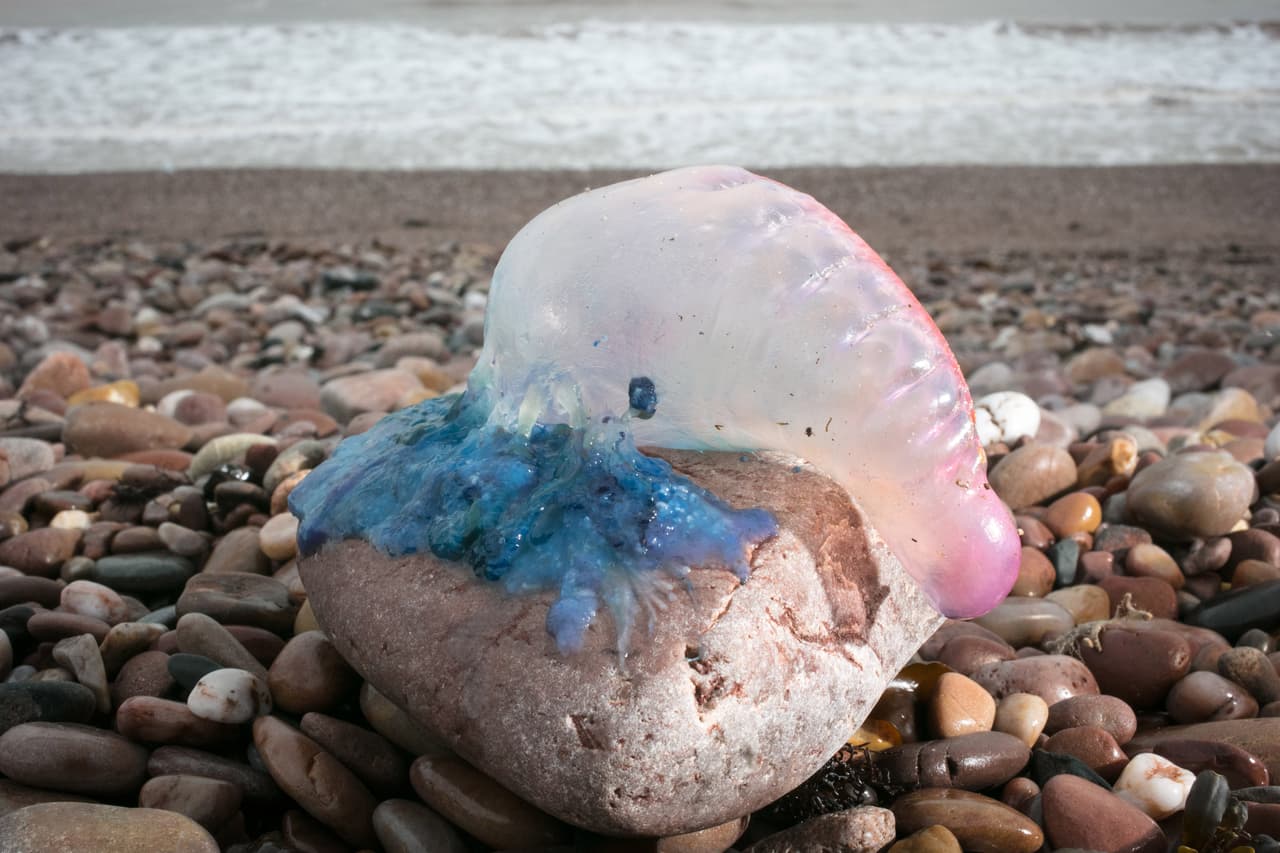 “Los bañistas deben evitar pisar o tocarla ya que su picadura puede causar ronchas, hinchazón y/o sarpullido. Si le pica, avise a un salvavidas o busque tratamiento de primeros auxilios”, dijeron los bomberos de Miami-Dade. 
<br>