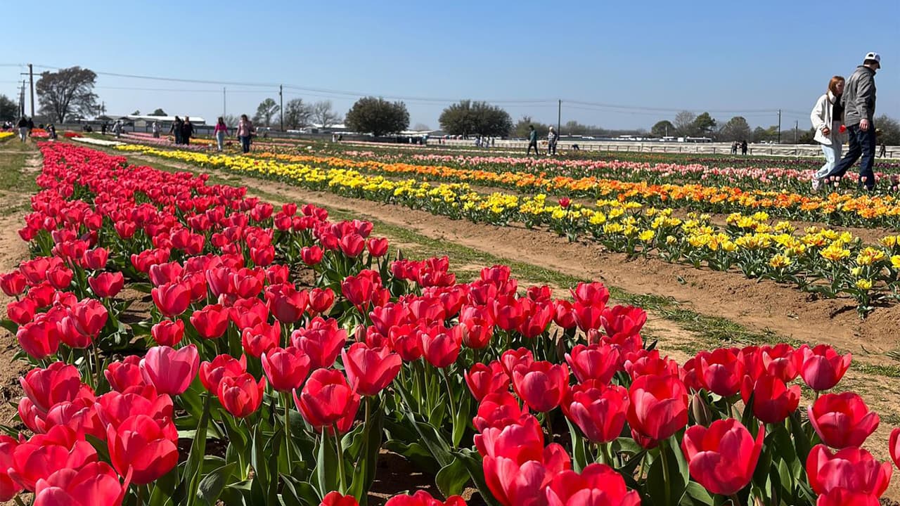 <h2 class="cms-H2-H2">Entradas para Texas Tulips</h2>
<br>🎟️ Precio de entradas: 6 dólares por persona 
<br>🧒🧒 Niños menores de 12 años entran gratis. 
<br>⏰ Horarios: Lunes a Domingo de 10:00am a 8:00pm. 
<br>🅿️ El estacionamiento es gratis. 
<br>