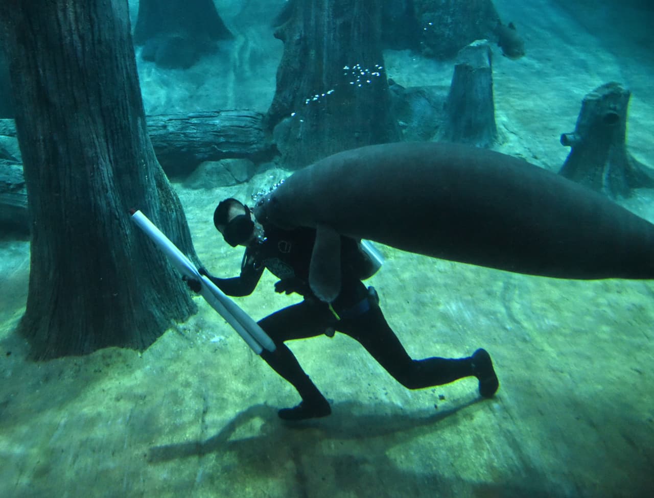 <b>Tienen un cerebro pequeño y liso. </b>El cerebro de los manatíes carece de corrugaciones y es bastante liso. Además, de todos los mamíferos conocidos, el manatí tiene el cerebro más pequeño en relación con su tamaño corporal. Se estima que saben distinguir colores y son muy sensibles al tacto.
<br>