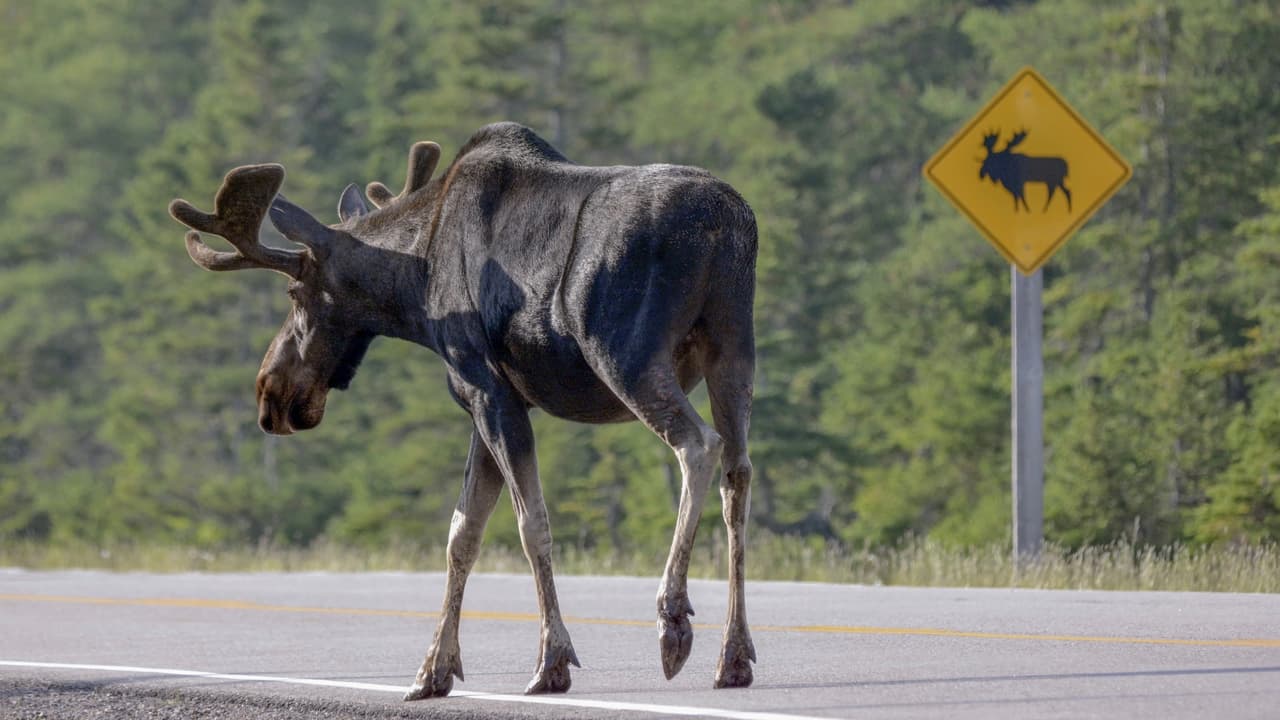 <h3 class="cms-h3-H3">6. Alaska (45)</h3>
<br>
<br>El gelido estado del noroeste estadounidense es el 43er estado en la nación en términos de
<b>costos de propiedad y reparación de vehículos</b>, el 24to en
<b>tráfico e infraestructura</b>, el décimo séptimo en
<b>seguridad vial</b> y último en
<b>acceso a vehículos y su mantenimiento</b>.