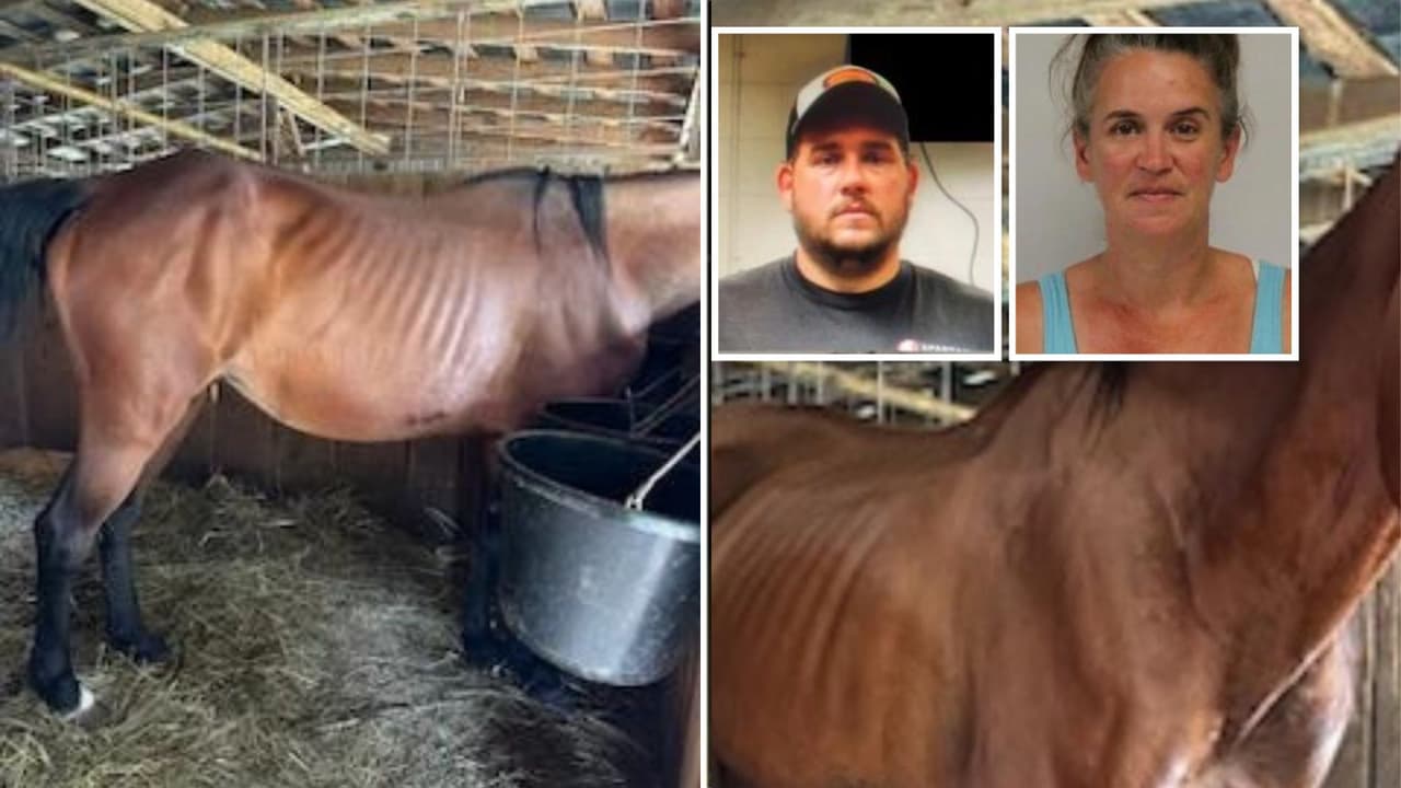 Rescatan a 11 caballos en mal estado en el condado de Davie; dos personas arrestadas