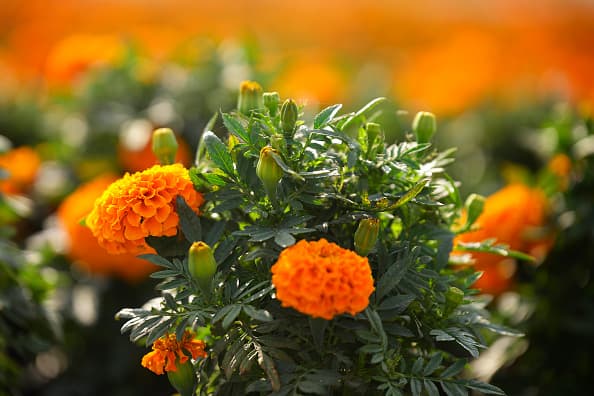 El nombre flor de cempasúchil proviene de la palabra en náhuatl “cempohualxochitl” que significa flor de 20 pétalos y su color era asociado por los antiguos aztecas con el Sol y la luz. 
<br>