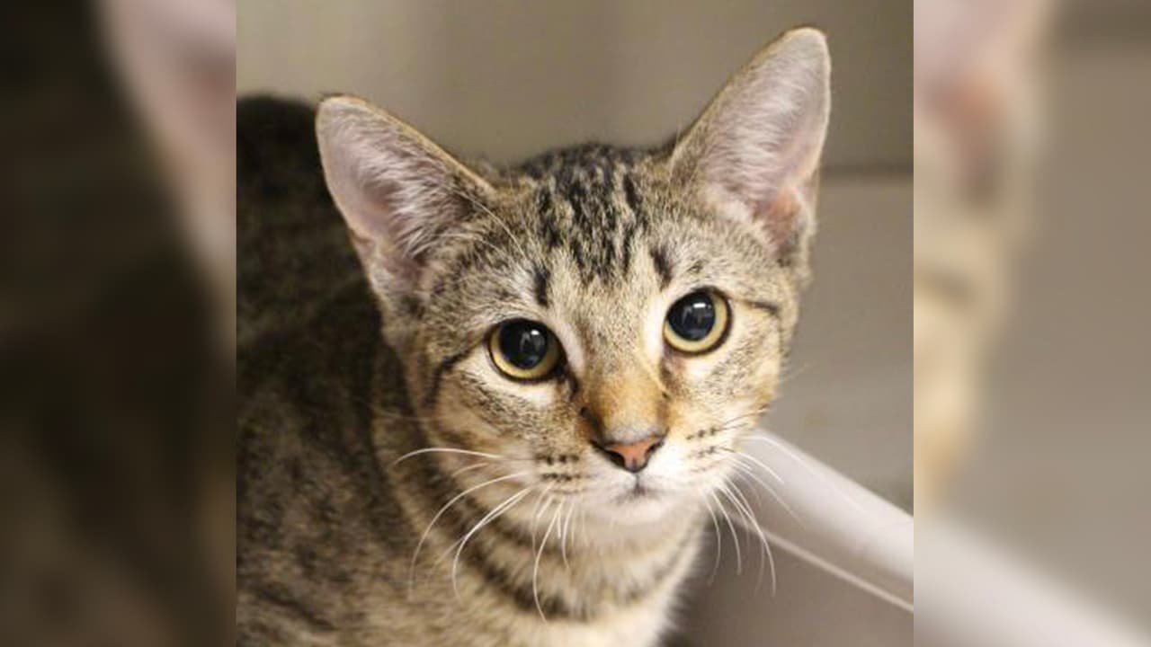 Lo que más gusta de Bean es su personalidad divertida. Ella adora sus juguetes, y le encanta arrojarlos por toda la casa.