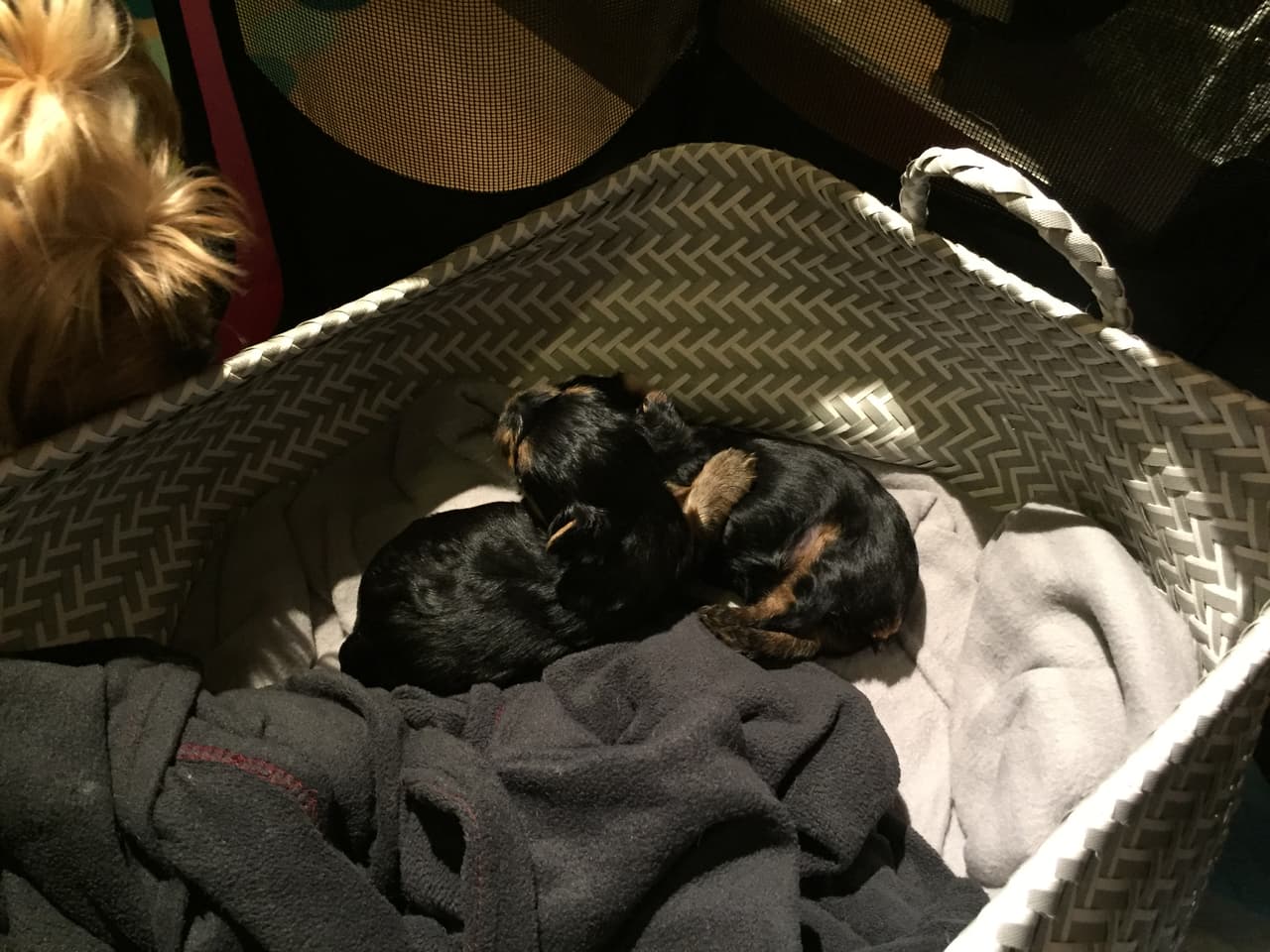 Ahora se suman a su lista estos dos cachorritos que acaban de nacer.