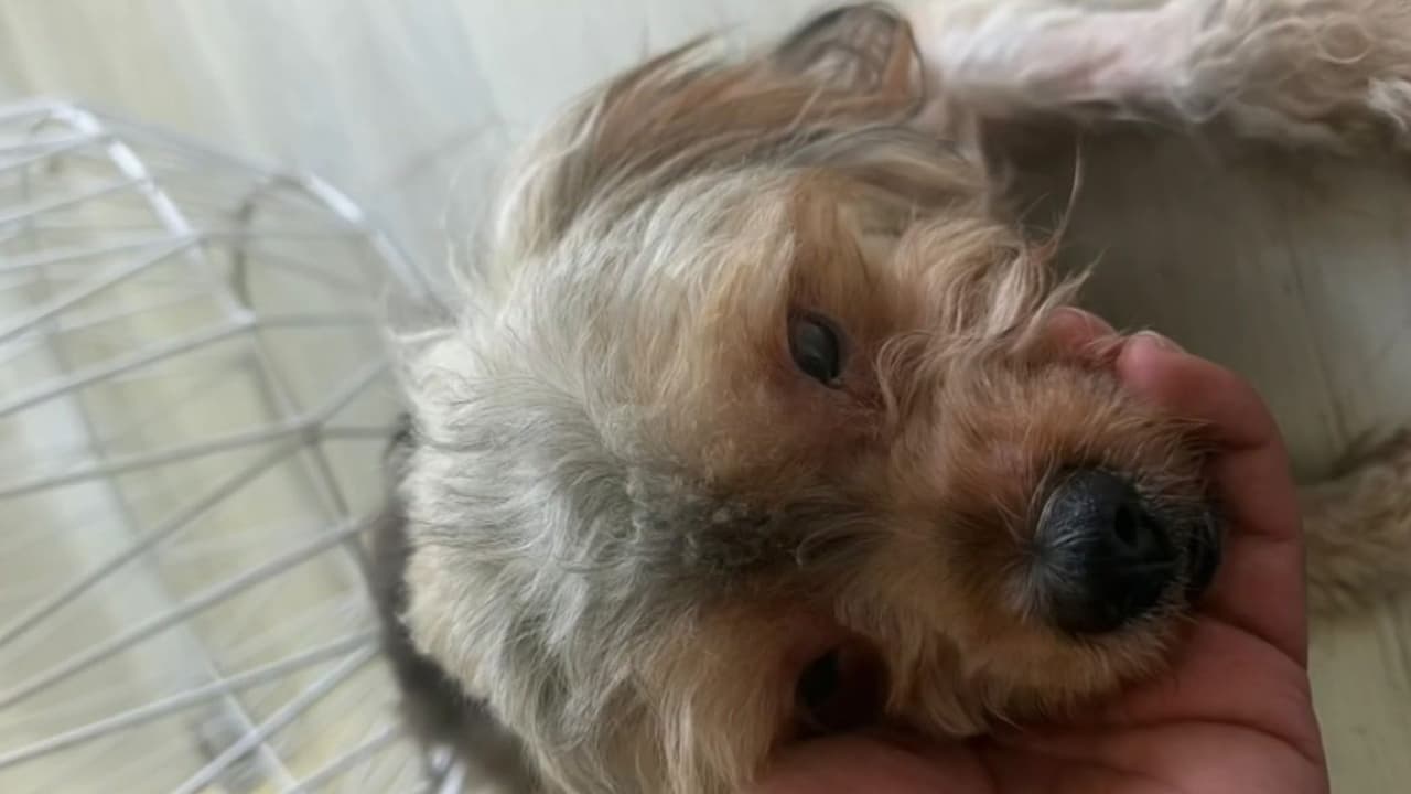 Devastador incendio en Florida: Mueren 12 perros y solo el pequeño 'Baby Judge' logra sobrevivir