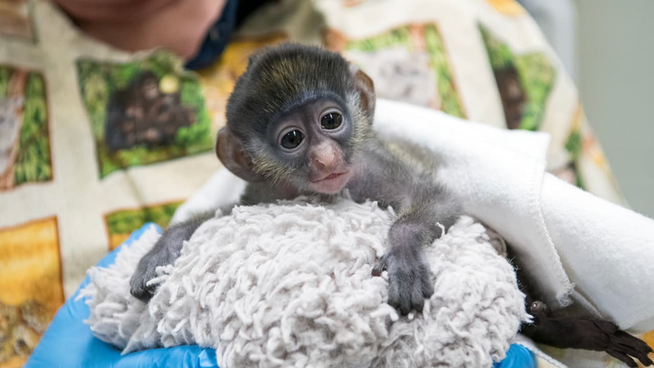 Peter estaba deshidratado y tenía bajo nivel de azúcar en la sangre y recibió tratamiento para regresarlo con su madre.