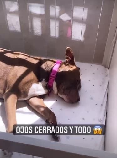 ¿Qué hacen mientras ella no está? Caro lo descubrió la mañana de este lunes 1 de marzo cuando, por imprevistos de salud, tuvo que quedarse en su hogar.