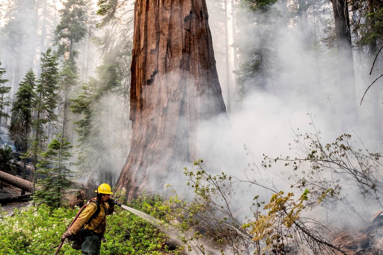 Se calcula que en los últimos dos años los incendios forestales generados por tormentas eléctricas secas han destruido una quinta parte de las aproximadamente 75,000 secuoyas que existen en California.